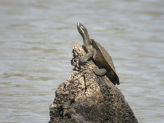 Emydura macquarii