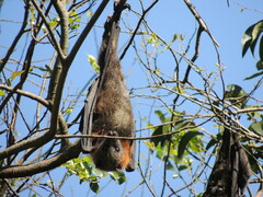 Pteropus poliocephalus
