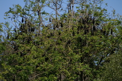 Pteropus alecto
