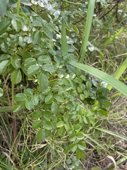 Rosa lucieae