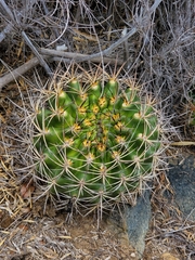 Eriosyce curvispina
