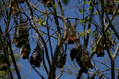 Pteropus poliocephalus