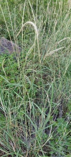 Rat-tail grass (Sehima nervosa)
