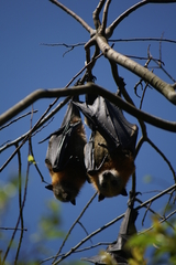 Pteropus poliocephalus