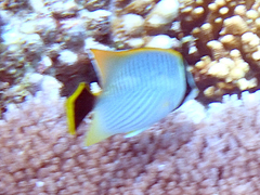 Chaetodon trifascialis