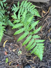 Cyathea cooperi