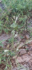 Melanocenchris jacquemontii