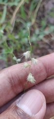 Melanocenchris jacquemontii
