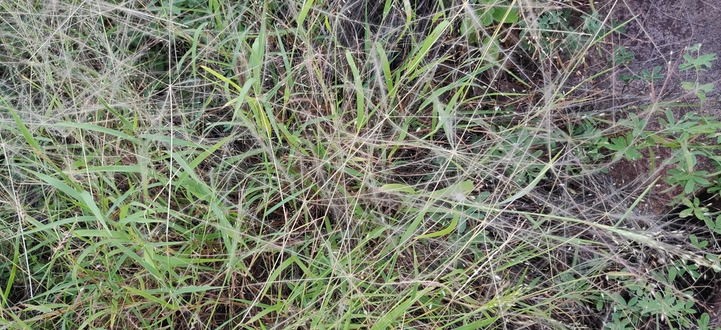 Digitaria pennata