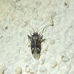 Phytocoris inops