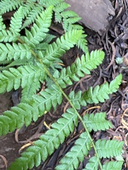 Cyathea cooperi