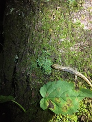 Desmognathus ocoee
