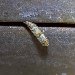 Pigritia
