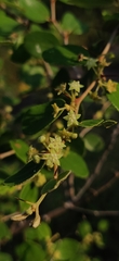 Ziziphus nummularia