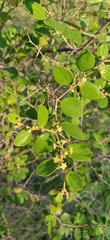 Ziziphus nummularia