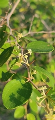 Ziziphus nummularia