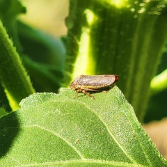 Paraulacizes irrorata