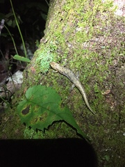 Desmognathus ocoee