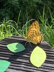 Argynnis