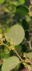 Ziziphus nummularia