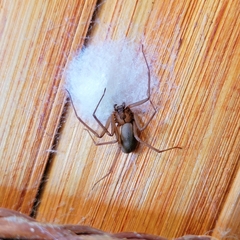 Loxosceles reclusa