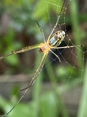 Leucauge celebesiana