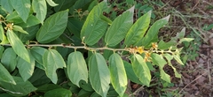 Grewia flavescens