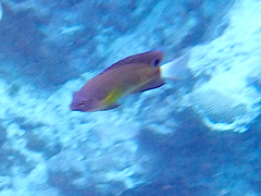 Pomacentrus bankanensis