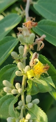 Grewia flavescens