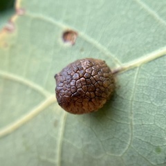 Acraspis pezomachoides