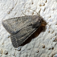 Protorthodes incincta