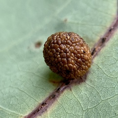 Acraspis pezomachoides