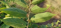 Grewia flavescens