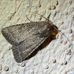 Protorthodes incincta