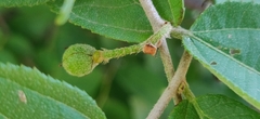 Grewia flavescens