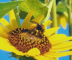 Svastra obliqua obliqua