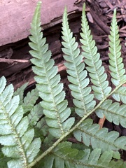 Cyathea cooperi