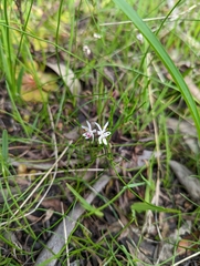 Burchardia umbellata