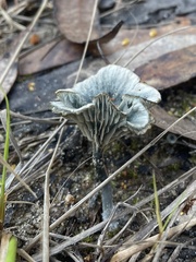 Arrhenia chlorocyanea