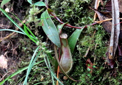 Nepenthes tentaculata