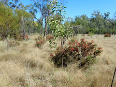 Hakea purpurea