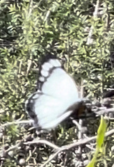 Delias harpalyce