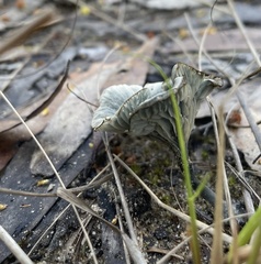 Arrhenia chlorocyanea
