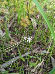 Burchardia umbellata