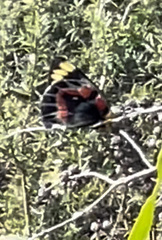 Delias harpalyce