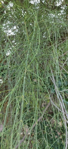 Shrubby horsetail (Ephedra ciliata)