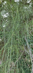 Ephedra foliata