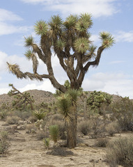 Yucca brevifolia