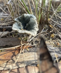 Arrhenia chlorocyanea