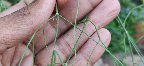 Ephedra ciliata, photograph 5